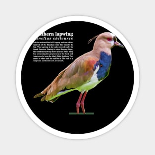 Southern lapwing tropical bird white text Magnet